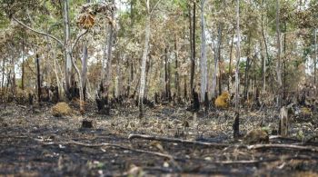 À CNN Rádio, Jean-Pierre Ometto, do Inpe, afirmou que o Brasil é um “big player” para o debate da redução do impacto das mudanças climáticas