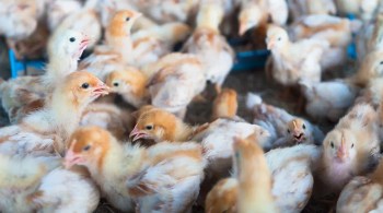 Ministério da Saúde destaca que não foram confirmados casos de influenza aviária em humanos no país até o momento
