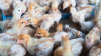 O que se sabe sobre os casos de gripe aviária H5N1 em humanos no Camboja