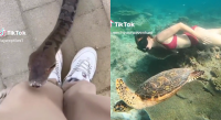 “Jeitos idiotas de morrer”: vídeos com situações de perigo viralizam no TikTok