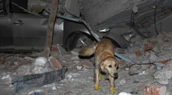 Cão de resgate chamado Kopuk continou resgatando pessoas após machucar as patas com cacos de vidro