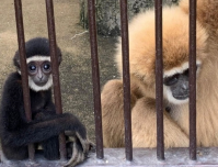 Depois de dois anos, mistério de macaca que engravidou “sozinha” é descoberto no Japão