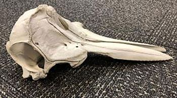 Crânio encontrado no aeroporto de Detroit foi entregue aos inspetores do Serviço de Pesca e Vida Selvagem norte-americano para investigação