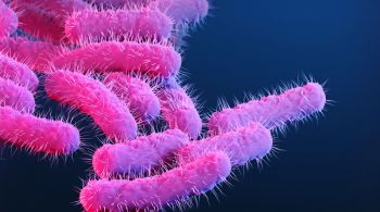 Bactéria Shigella pode ser transmitida por via fecal-oral, contato pessoa a pessoa e alimentos e água contaminados