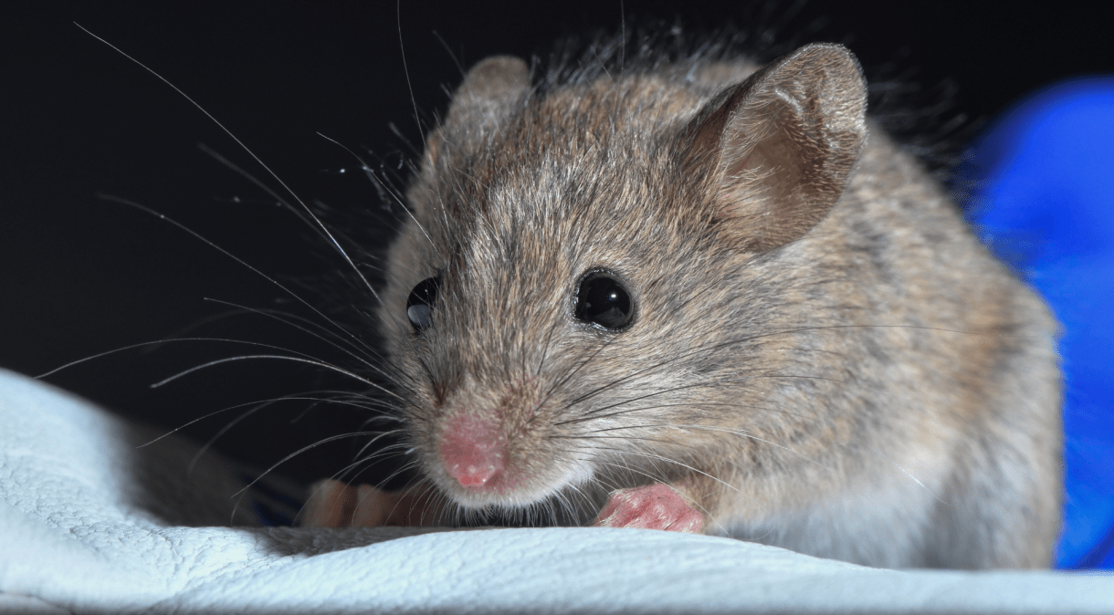 Experimento envolvendo camundongos pode abrir o caminho para avanços importantes no campo cientifico