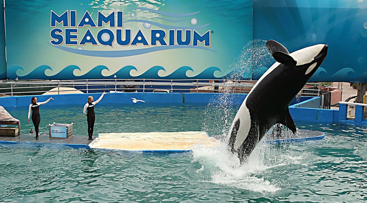 Lolita, a Orca estrela do Miami Seaquarium, em apresentação em 31 de janeiro de 2014.