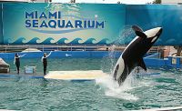 Aquário de Miami libertará orca após mantê-la mais de 50 anos em cativeiro