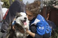 Cão é resgatado após 22 dias sob escombros na Turquia