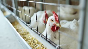 País tem lidado com um surto recorde da doença nos últimos meses, pressionando a oferta dos animais e disparando o preço dos ovos