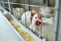 Chile registra primeiro caso humano de gripe aviária H5N1