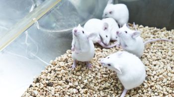 No Brasil, a utilização de animais no ensino e na pesquisa científica deve seguir normas éticas estabelecidas pelo Conselho Nacional de Controle de Experimentação Animal (Concea)