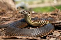 Saiba o que fazer e o que evitar se encontrar uma cobra em casa