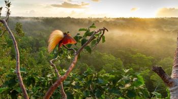 Entre 2004 e 2012, o fotógrafo conservacionista norte-americano Tim Laman fez 18 viagens à Nova Guiné, onde capturou imagens impressionantes de aves