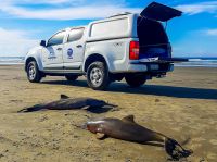 Golfinhos mortos no litoral de SP tinham lixo e material de pesca no estômago