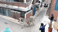 Zebra à solta “passa a perna” em funcionários de zoológico em Seul