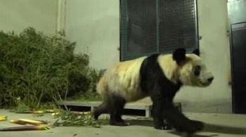 Imagens da ursa doente geraram revolta entre os chineses; animal é utilizado como ferramenta diplomática há décadas pelo país asiático