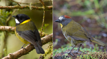 Trata-se do Assobiador-regente (Pachycephala schlegelii) e a Ave-de-cabeça-ruiva (Aleadryas rufinucha)