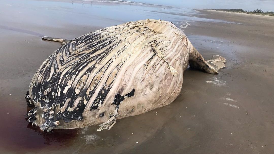 Baleia-jubarte foi encontrada morta no litoral de Santa Catarina.
