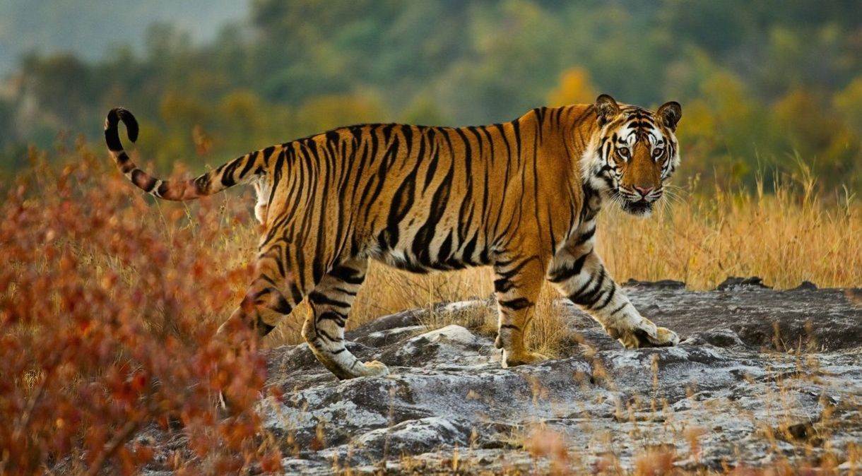 Tigre passeia pelo Parque Nacional Bandhavgarh, em Madhya Pradesh, India