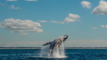 Estudo aponta que as baleias utilizam áreas de baías rasas e arenosas para “rolar” na superfície e remover células mortas da pele