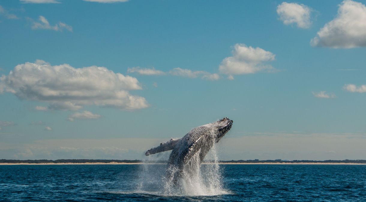Pesquisadores Universidade Griffith utilizaram etiquetas de ventosa para rastrear baleias migratórias
