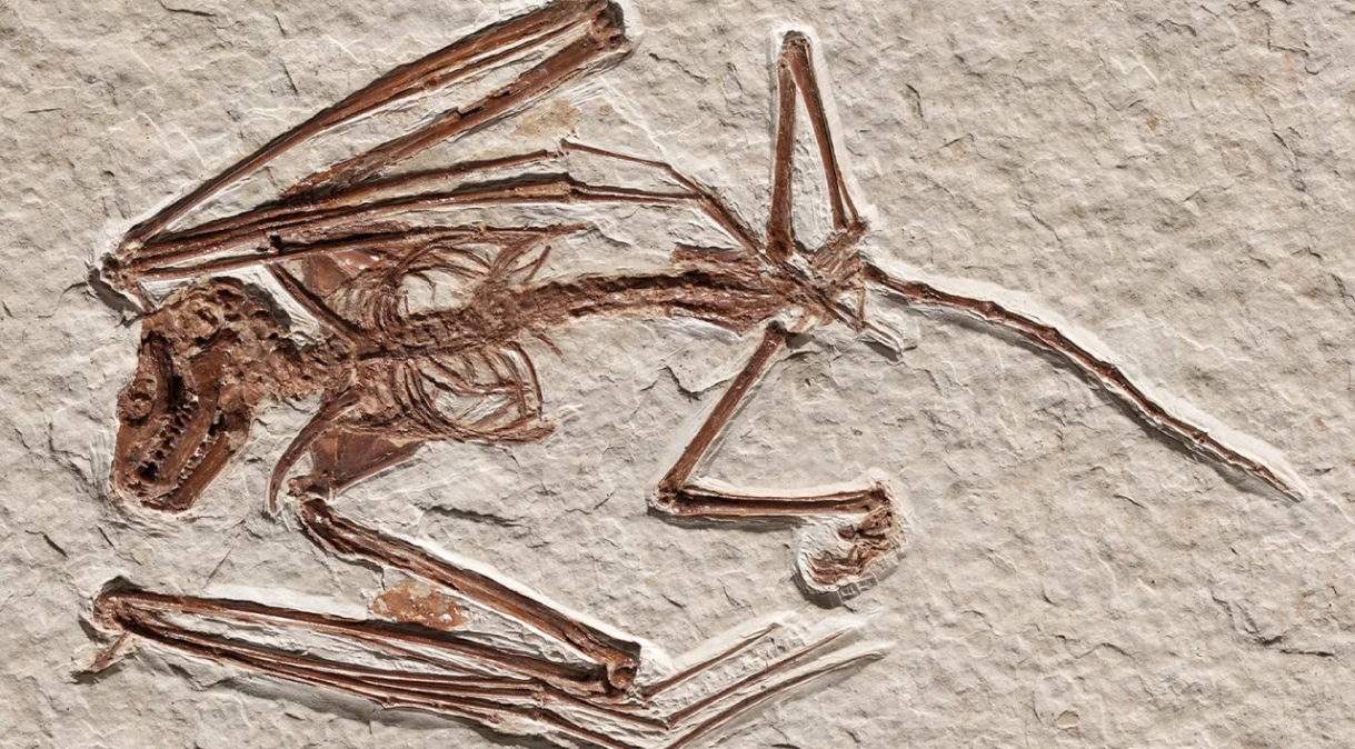 Este esqueleto de morcego, parte da coleção do Museu Real de Ontário, foi identificado como uma espécie até então desconhecida.