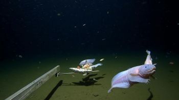 Peixe-caracol foi registrado a uma profundidade de 8.336 metros logo acima do fundo do mar