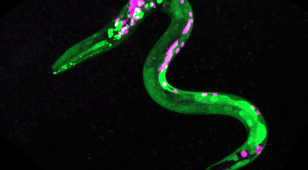 Vermes foram geneticamente modificados para que certos neurônios e músculos brilhassem