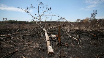 Redução levaria a área total de floresta destruída no ano anterior no país para abaixo dos 1.589 quilômetros quadrados registrados em 2019