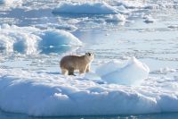 Temperatura global pode ser elevada em 1,5ºC nos próximos cinco anos, segundo a OMM