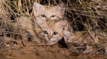 Novo estudo fornece mais informações sobre os felinos e revela como esses animais bons de camuflagem sobrevivem em ambientes hostis no norte da África, Oriente Médio e Ásia