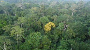 No último mês foram contabilizados 328,71 km² afetados pelo desmatamento na floresta