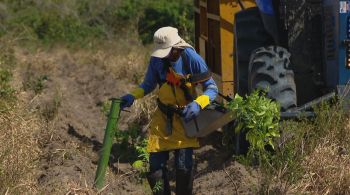 Startup brasileira implanta no Pará um programa de US$ 100 milhões para remoção de carbono da atmosfera