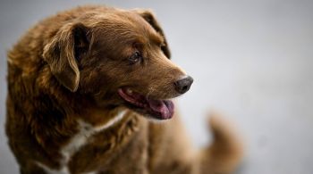 Morte foi anunciada por médica veterinária que fez várias consultas com o cachorro