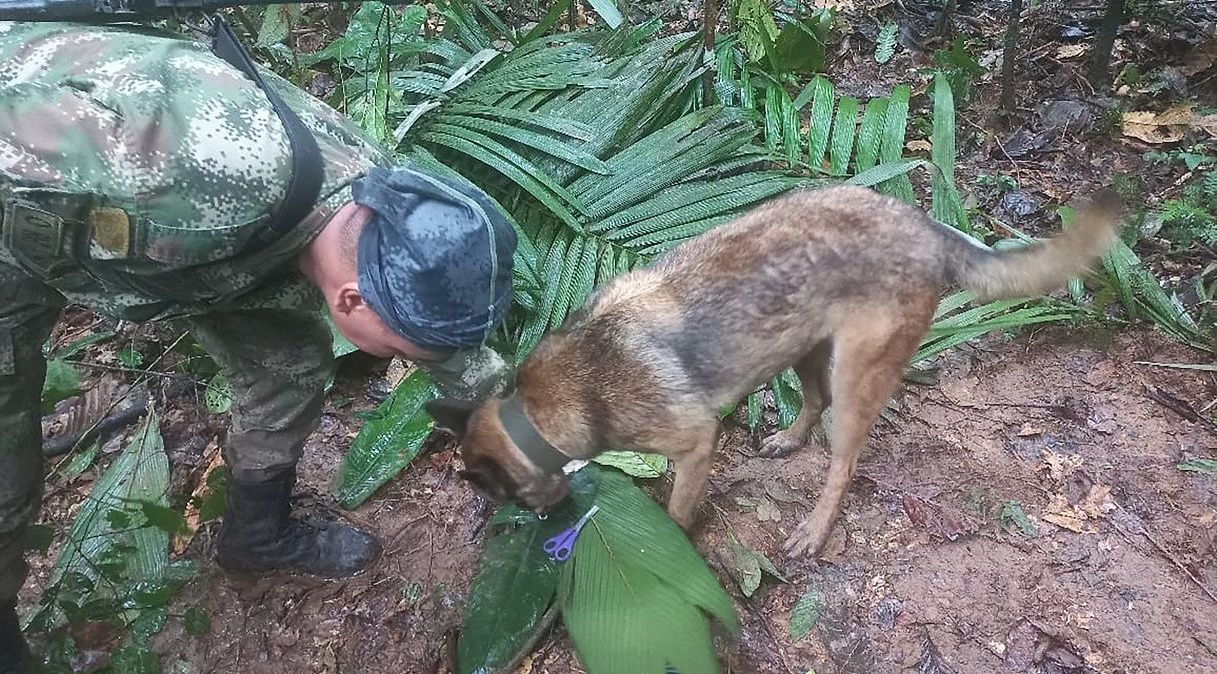 Soldado e cão de busca em operação para resgatar crianças sobreviventes de queda de avião em Caquetá, Colômbia