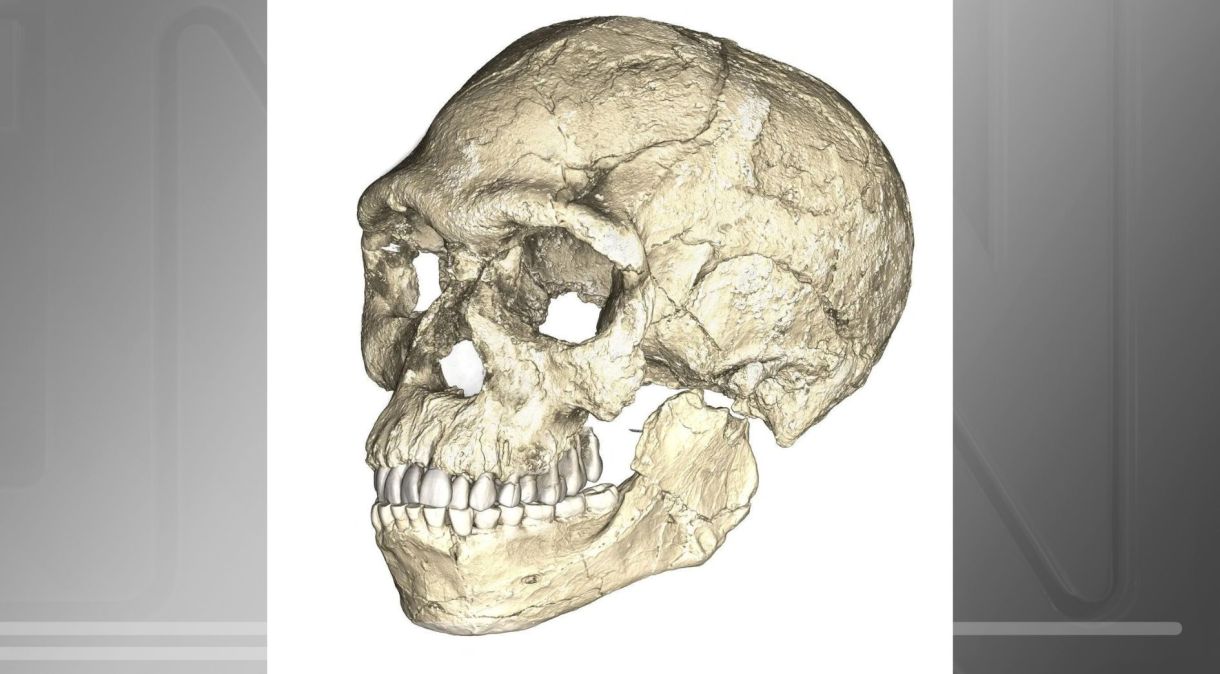 Foto do arquivo da reconstrução do crânio do fóssil mais antigo conhecido do Homo sapiens encontrado em Jebel Irhoud, no Marrocos