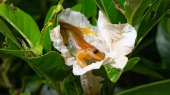 A perereca-comedora-de-frutos é o primeiro anfíbio conhecido no mundo que pode atuar como polinizador