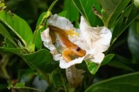 Pesquisadores descobrem perereca brasileira que espalha flores ao se alimentar