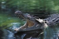 Mergulhador sobrevive após ficar com a cabeça presa na boca de crocodilo na Austrália