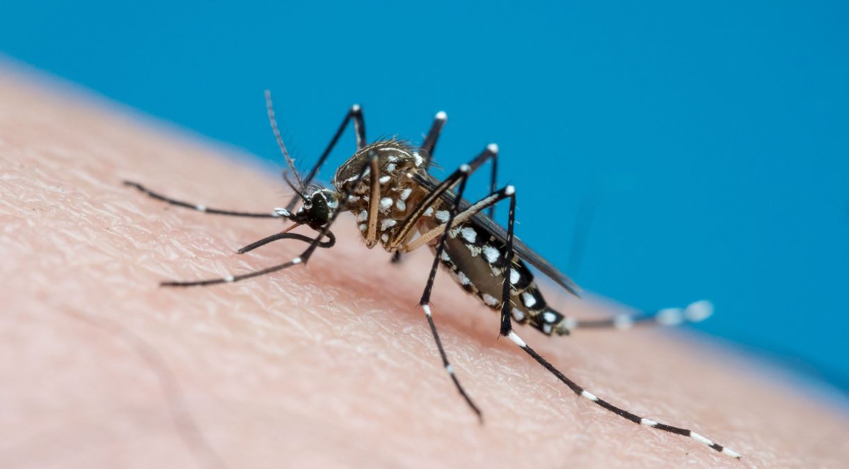 A dengue é transmitida pelo mosquito Aedes aegypti e pode evoluir para quadros graves de saúde.