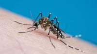 Quais as diferenças entre o mosquito da dengue e outros pernilongos?