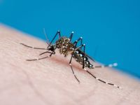 Podemos eliminar algumas espécies de mosquitos, mas não todas; entenda