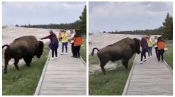 Uma mulher que estava com um grupo de amigos decide passar a mão no grande mamífero e quase é chifrada; veja vídeo