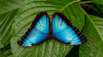 Ainda é preciso descobrir a história completa das quase 19 mil espécies de borboletas que existem em todo o mundo
