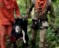 Cachorro é resgatado por bombeiros após ficar preso em penhasco no Ceará