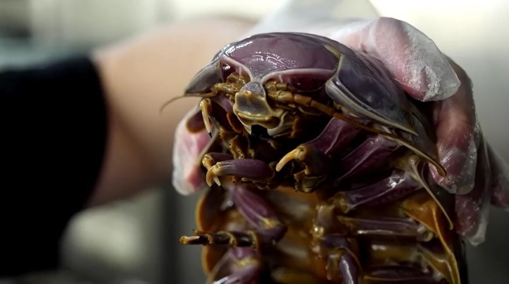 Um isópode gigante de 14 pernas faz sucesso na culinária de Taipé
