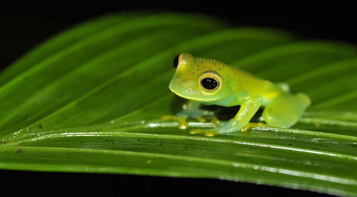 Autores do estudo analisaram mais de 70.000 espécies em todo o mundo
