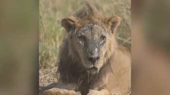 Animal foi morto por dono de curral no qual havia entrado em busca de presas por estar faminto; país enfrenta seca, que costuma marcar aumento de conflitos entre leões e humanos