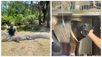 Norte-americano enfrentou jacaré de quase 4 metros para resgatar seu cachorro que foi atacado em Orlando, na Flórida.