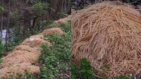 Moradora encontra pilhas de macarrão à beira de um córrego nos EUA